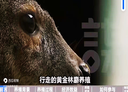 林麝養(yǎng)殖，貴比黃金
